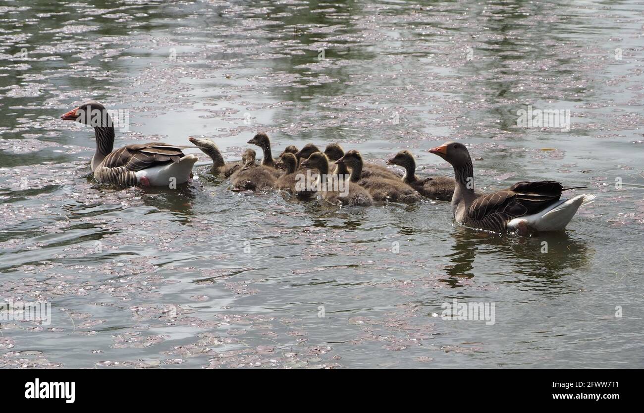 Famiglia delle Geese di Greylag sul laghetto di pesca Foto Stock
