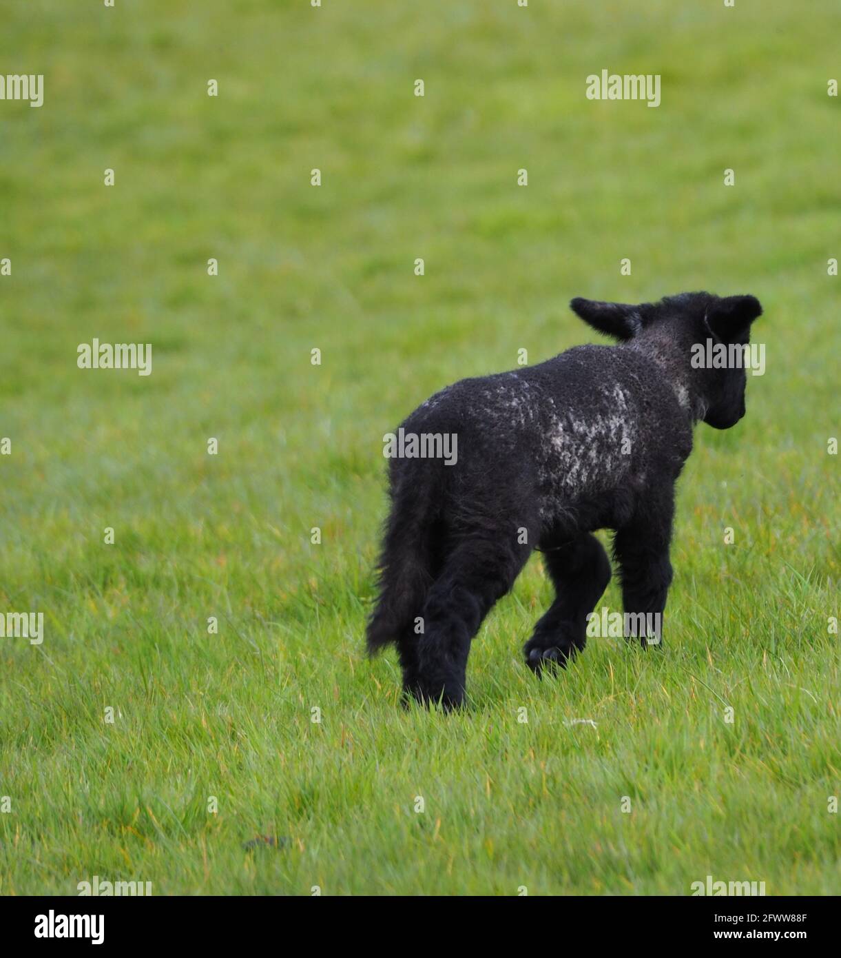 Non voglio tornare a Mama Foto Stock