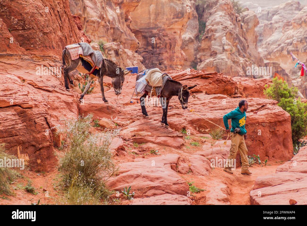PETRA, GIORDANIA - 23 MARZO 2017: Uomo locale con i suoi asini nell'antica città di Petra, Giordania Foto Stock