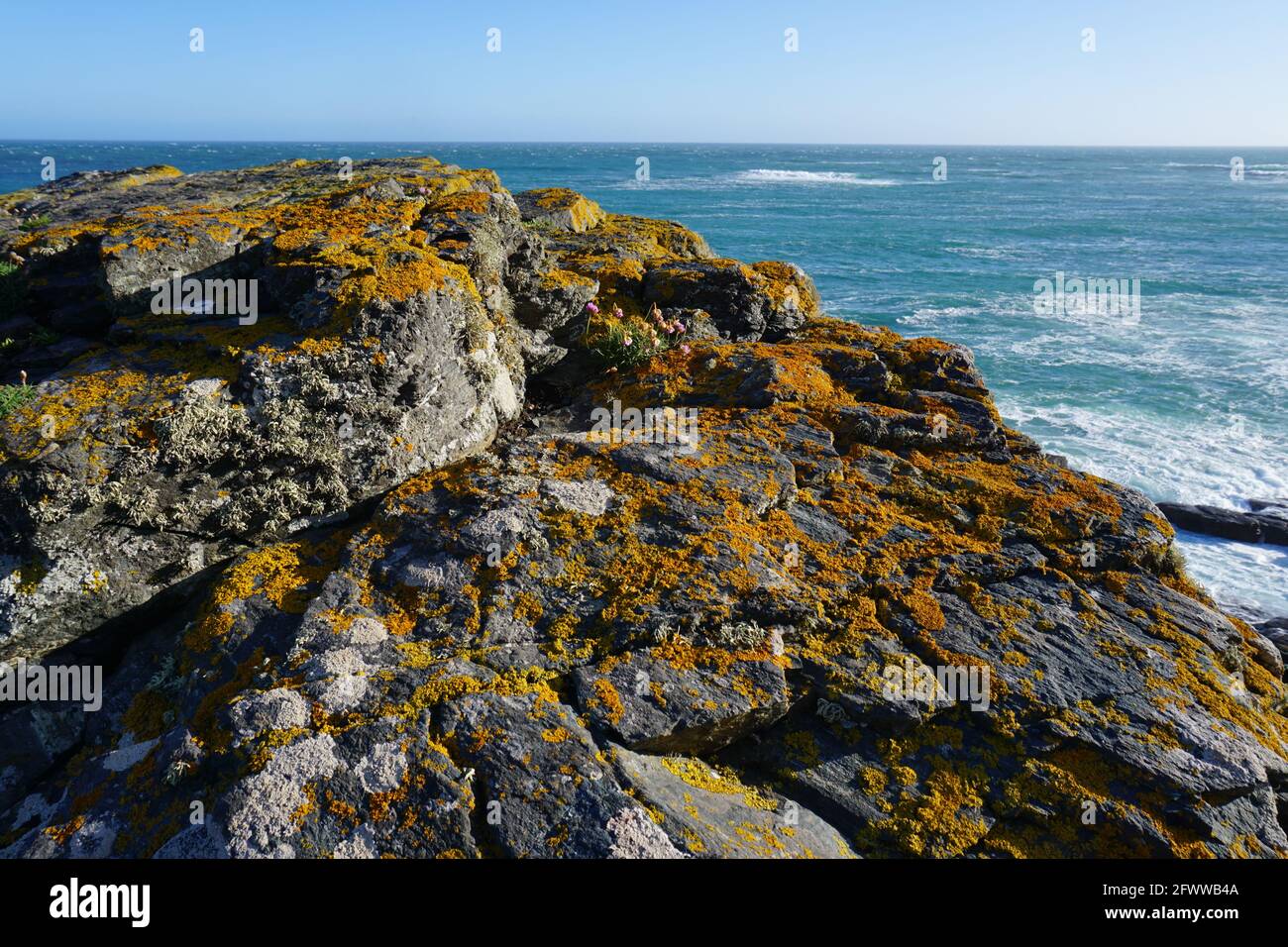 Una roccia coperta di lichene sulla penisola di Lizard, Cornovaglia Foto Stock