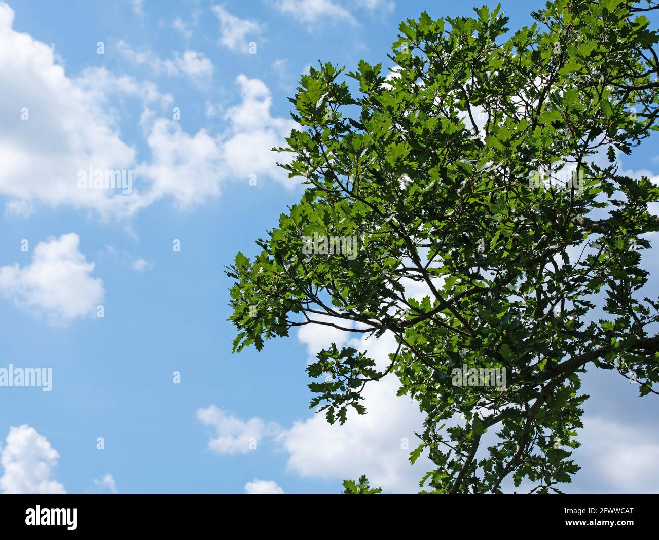Quercia tedesca, Quercus, contro un cielo blu e nuvole Foto Stock