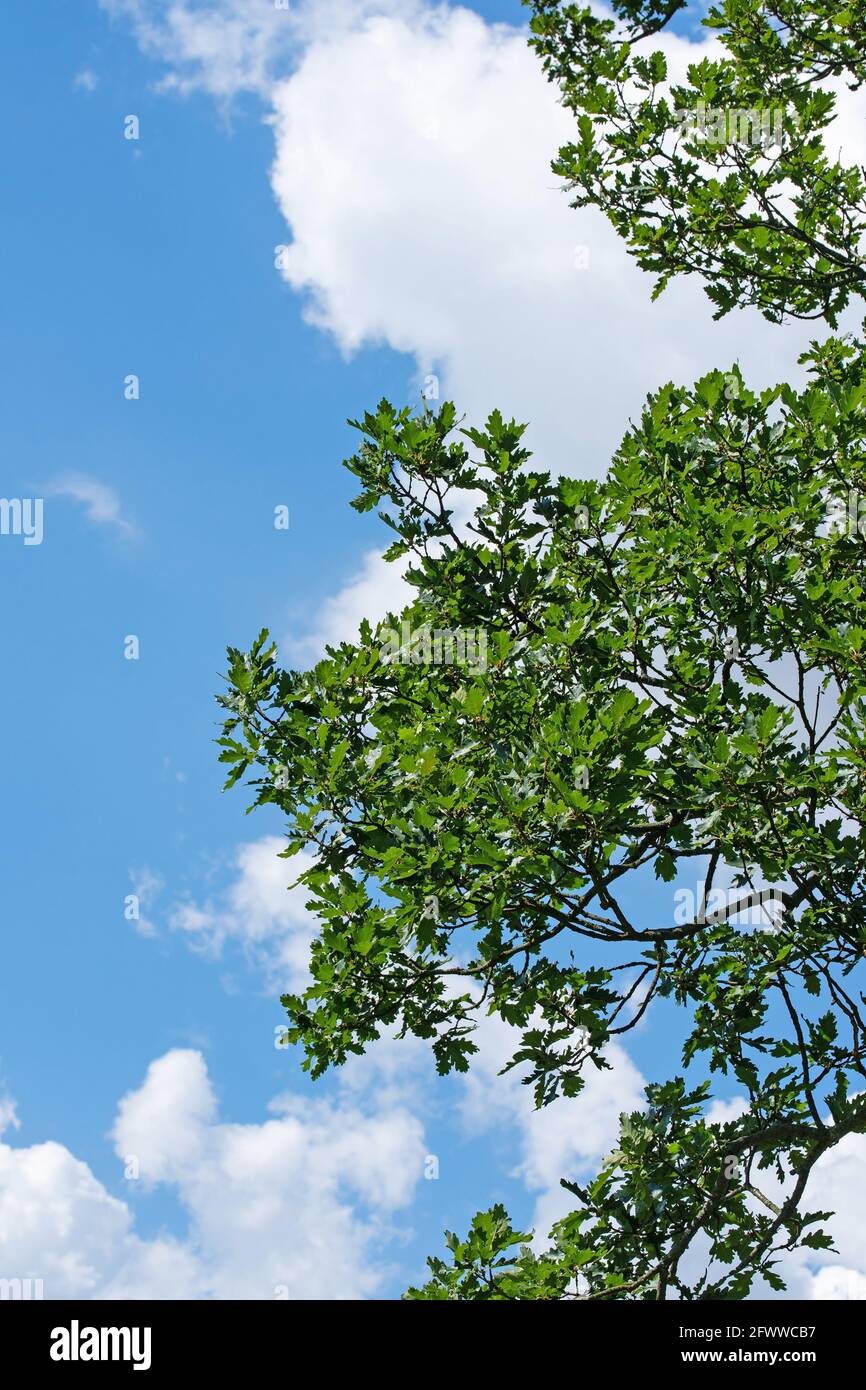 Quercia tedesca, Quercus, contro un cielo blu e nuvole Foto Stock