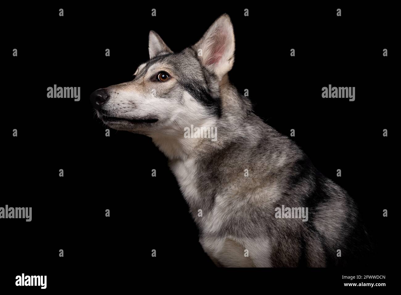 Il bel cane lupo di Saarlos Foto Stock