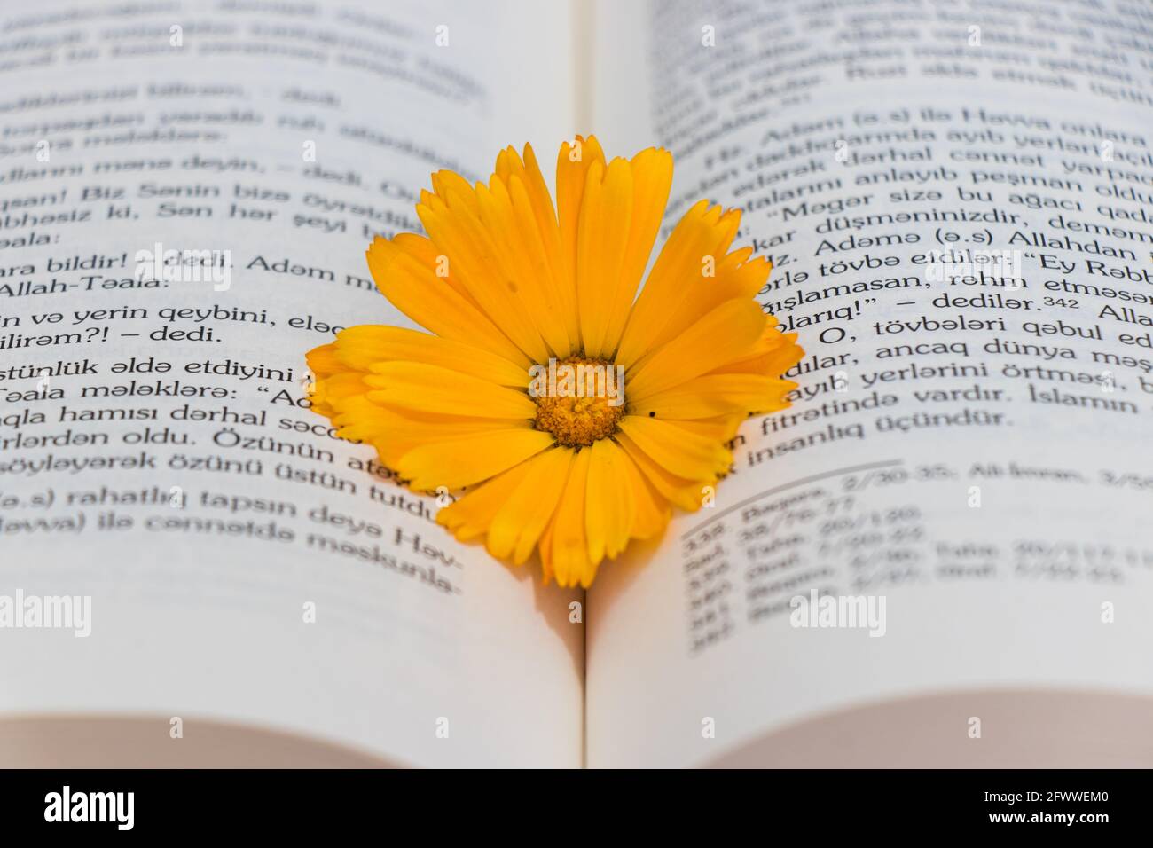 Il concetto di lettura estiva, letteratura sentimentale romantica. Daisy sul libro. Foto Stock