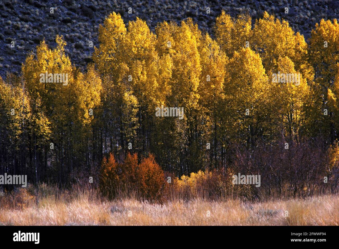Un boschetto di aspen; nella Sierra orientale; mostrando i colori autunnali; McGee Creek; California. Foto Stock