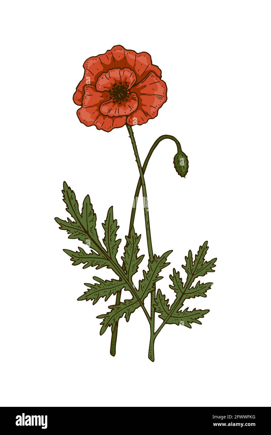 Illustrazione vettoriale disegnata a mano di un papavero isolato su bianco. Disegno di pianta di prato in uno stile di schizzo colorato Illustrazione Vettoriale
