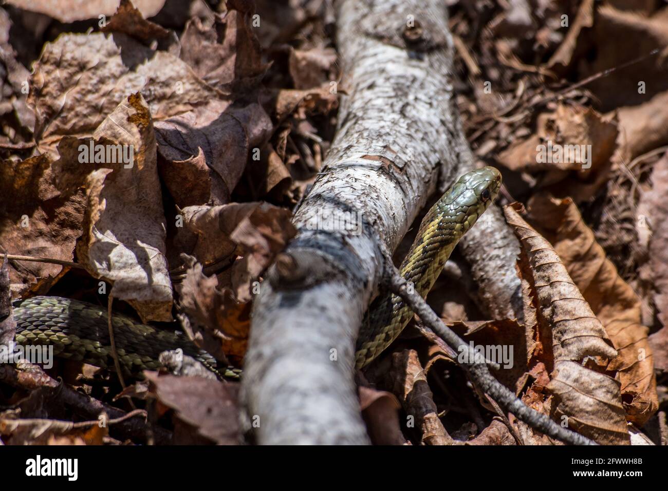Un serpente di Garter orientale che si muove attraverso le foglie e sottobosco Foto Stock