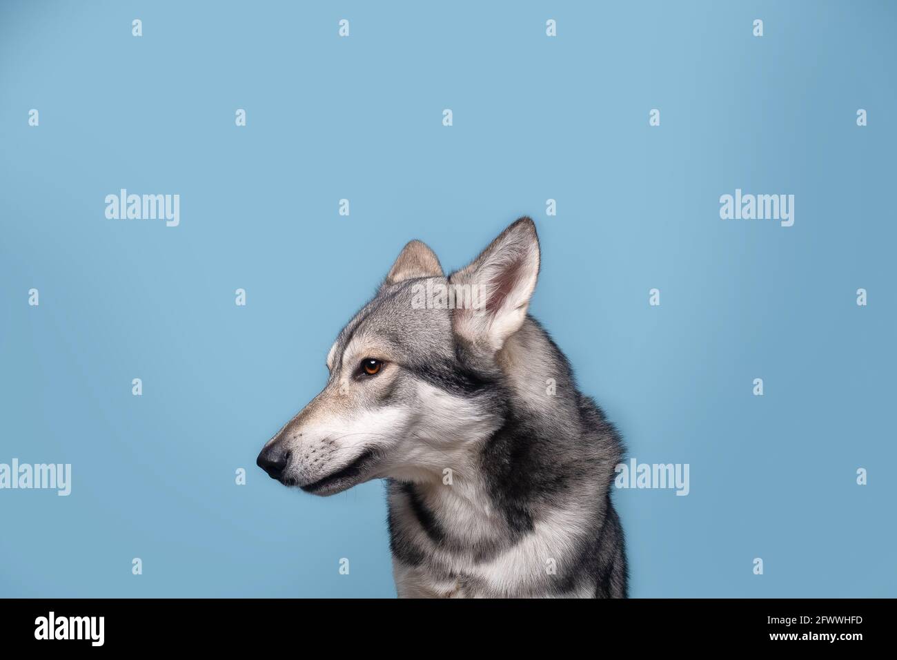 Il bel cane lupo di Saarlos Foto Stock