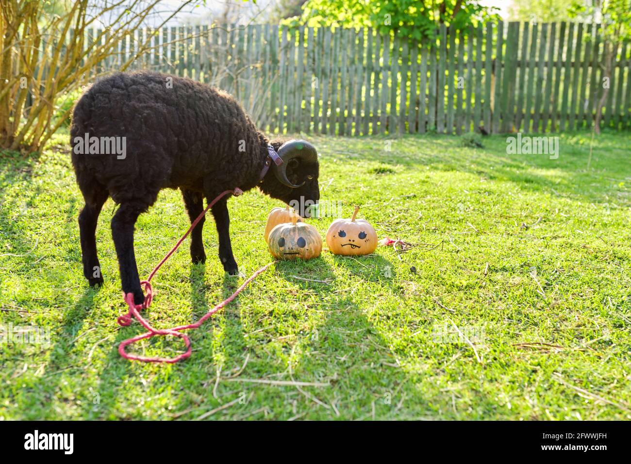 RAM e decorate zucche di Halloween, ariete pascolo sull'erba in giardino Foto Stock