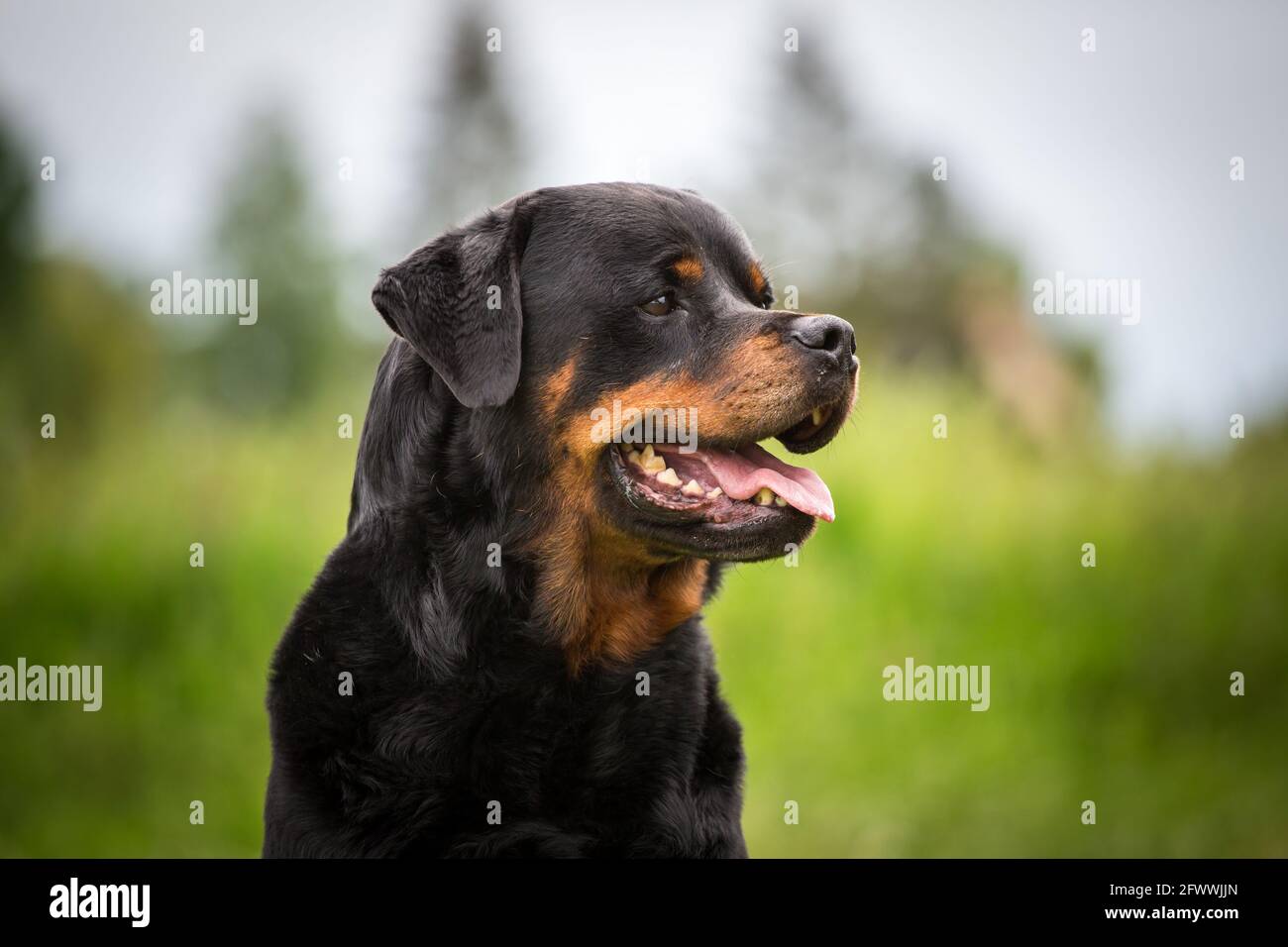 Rottweiler Foto Stock