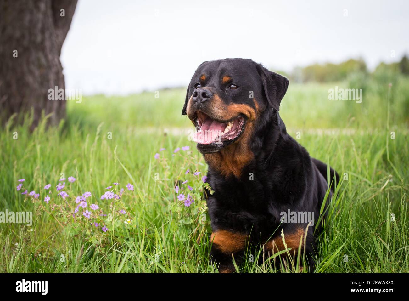 Rottweiler Foto Stock