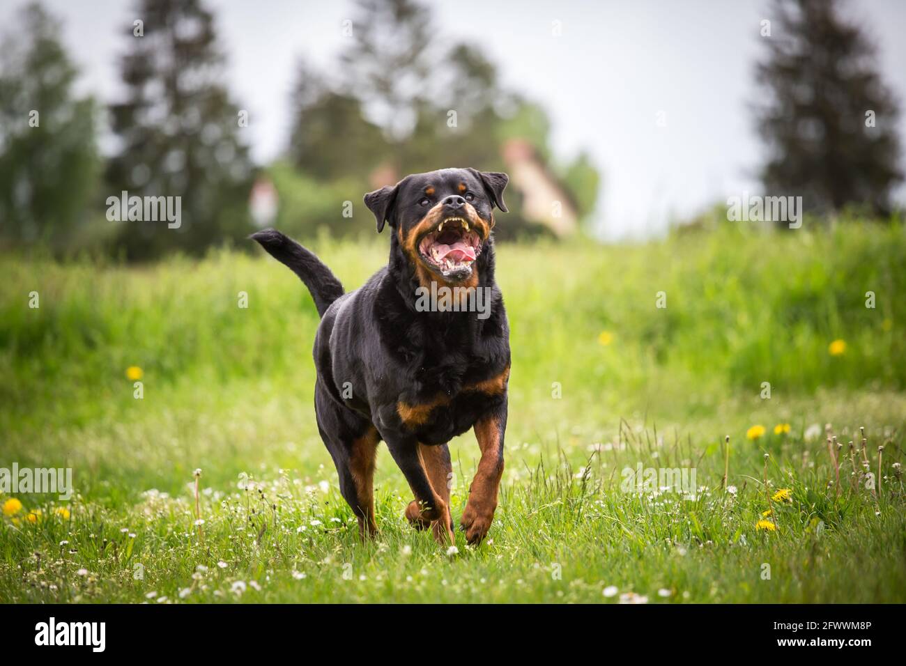 Rottweiler in esecuzione Foto Stock