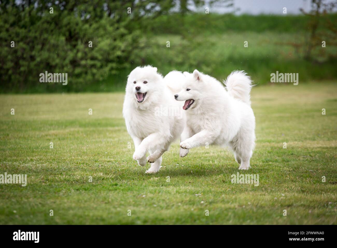 Cani Samoyed che giocano Foto Stock