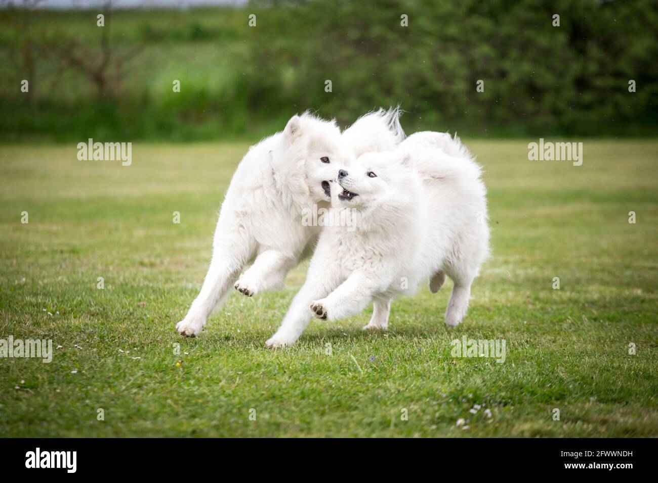 Cani Samoyed che giocano Foto Stock