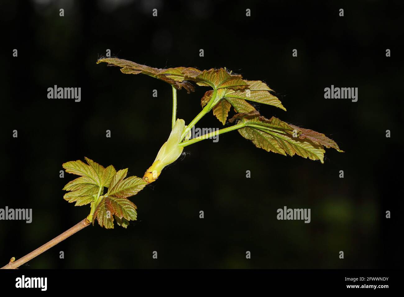 primo piano di un tiro su un albero di acero Foto Stock
