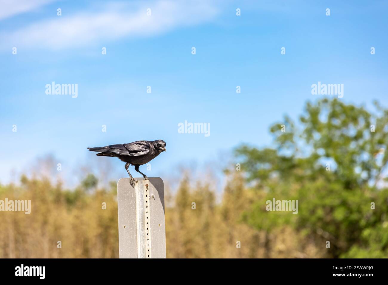 Un American Crow appollaiato sulla cima di un parcheggio segno Foto Stock