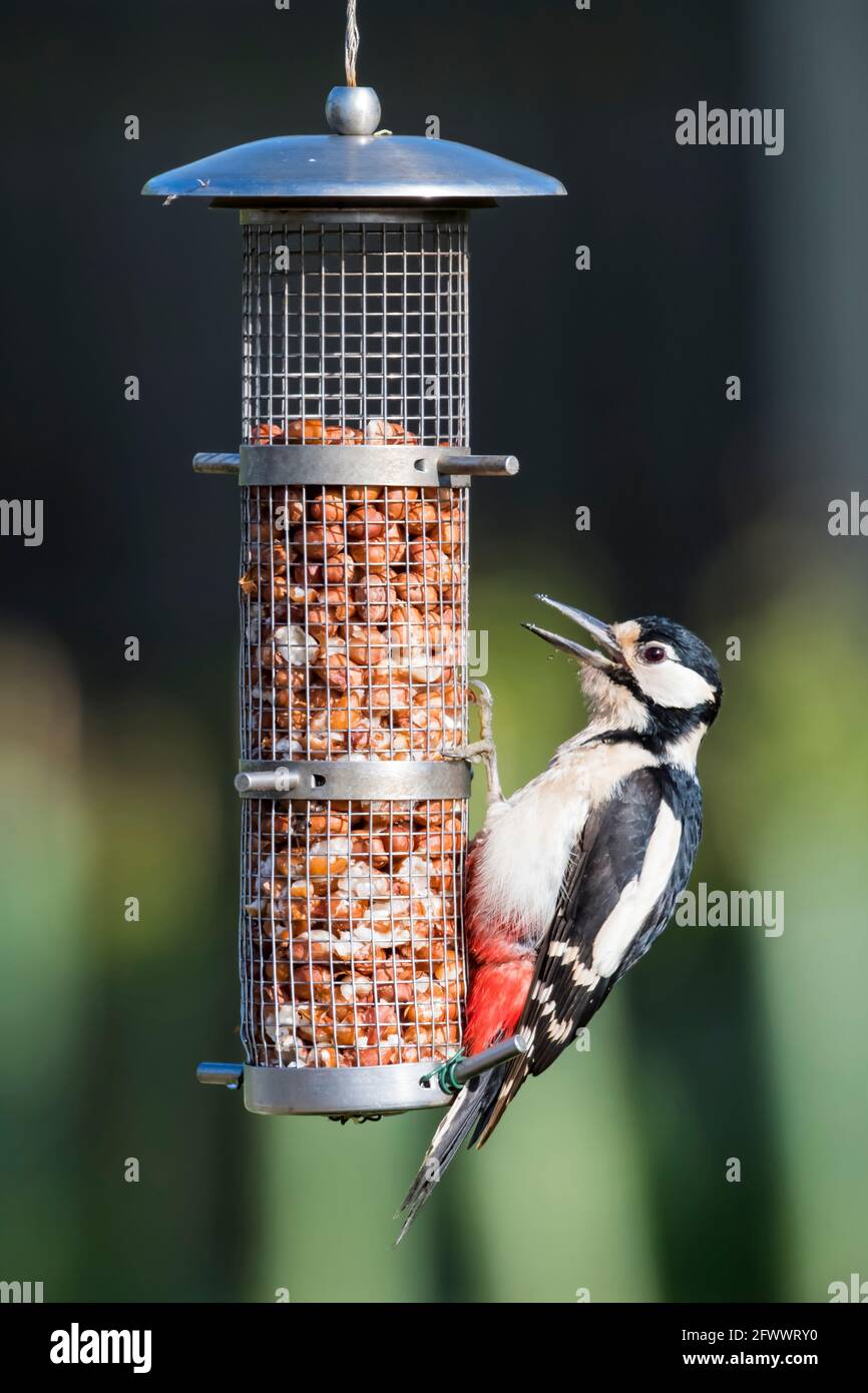 Grande picchio macchiato, Dendrocopos Major, con il suo becco aperto su un alimentatore di arachide da giardino. Foto Stock
