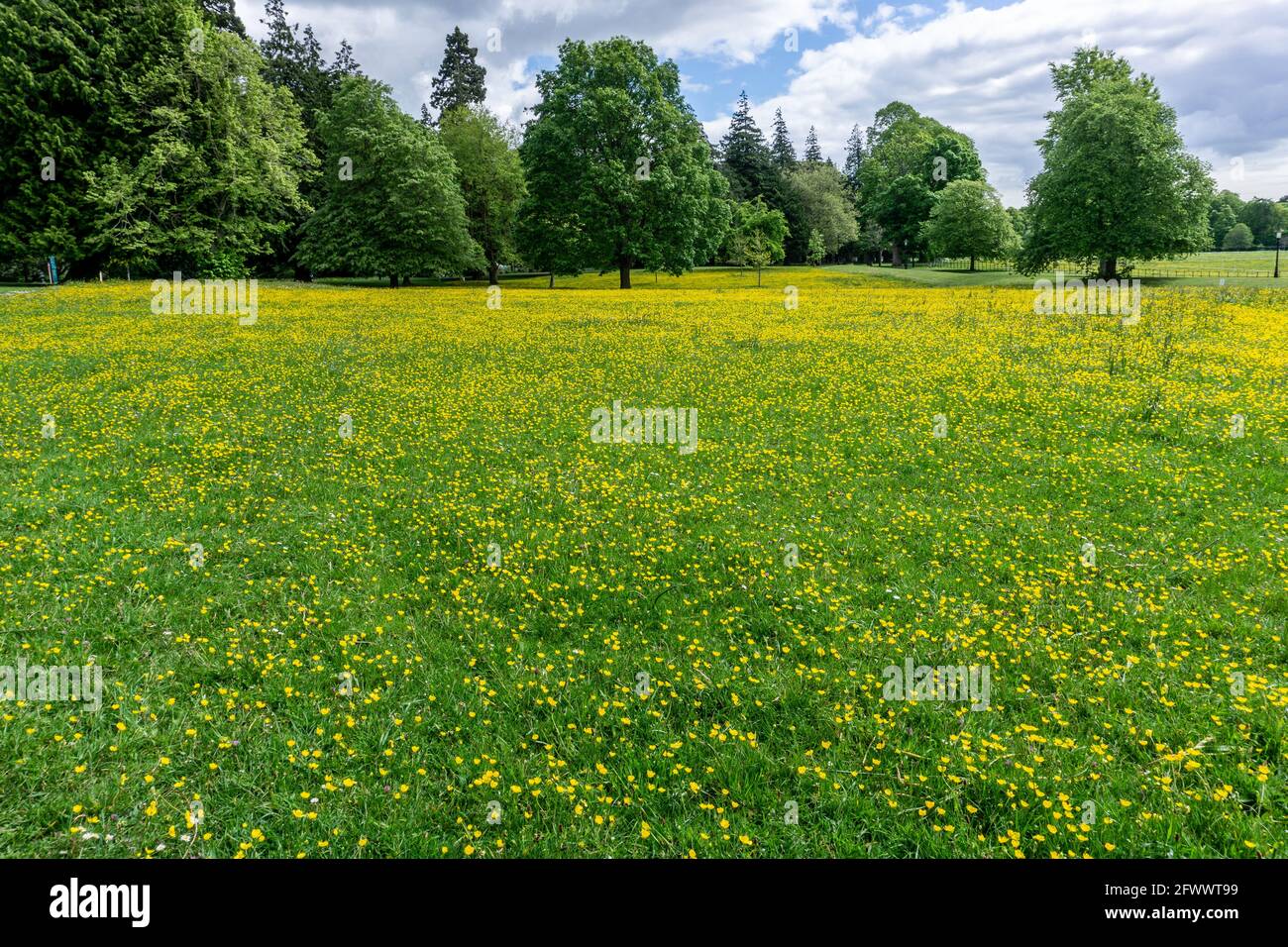 Un prato di buttercups nella tenuta di Farleigh a Dublino, Irlanda Foto Stock