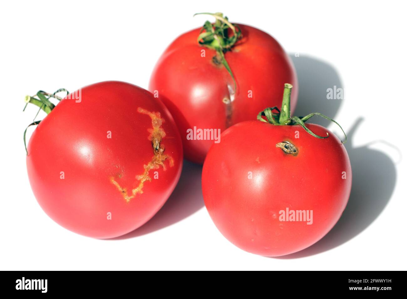 Pomodori danneggiati da caterpillars di pomodoro foglia chiamato anche pinworm di pomodoro o falce sudamericana di pomodoro - Tuta assoluta (nome latino). Foto Stock