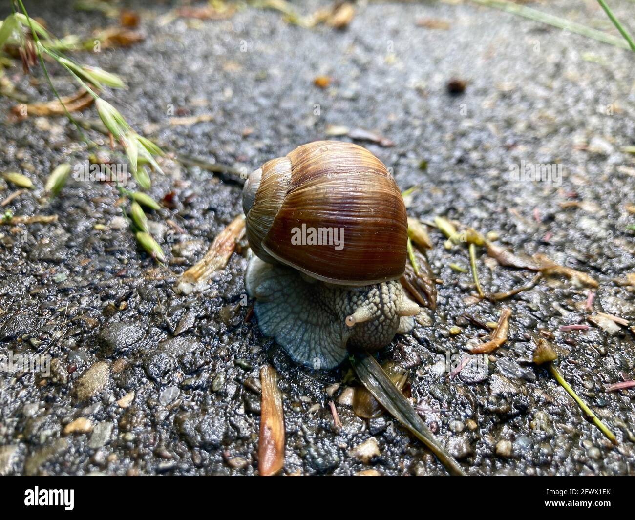 Primo piano di una lumaca Helix Pomatia strisciata su un via in Svizzera Foto Stock