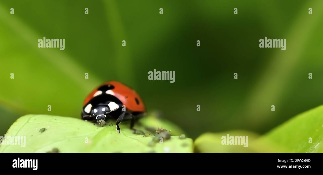 Controllo naturale dei parassiti: Dettaglio di un ladybug che mangia un'afide su una foglia di albero Foto Stock
