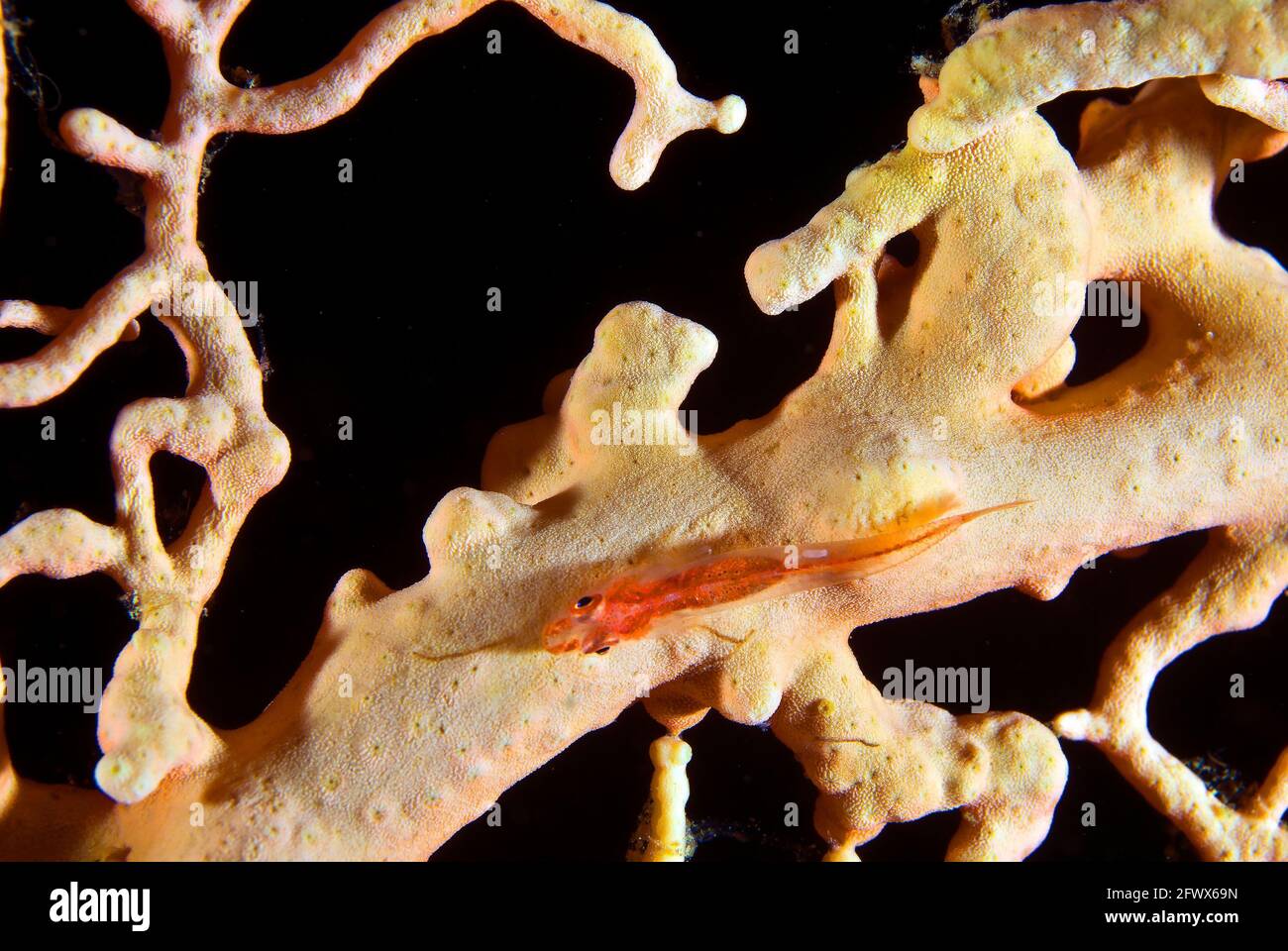 Tiny Loki frusta gby (Bryaninops Loki) on Sea fan, Solomon Islands Foto Stock