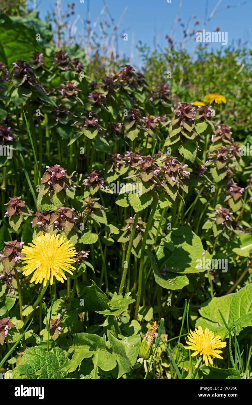 Dandelions, Taraxacum e ortica morta viola, purpureo di Lamium Foto Stock
