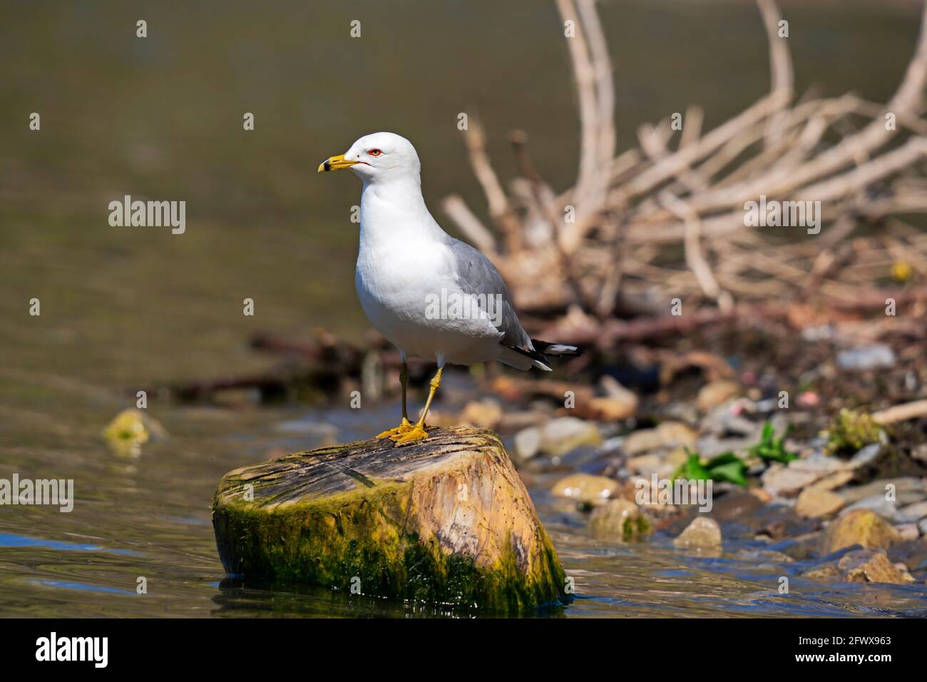 Gabbiano a testa circolare, gabbiano comune, (Larus delawarensis) arroccato su un ceppo di alberi sulla riva del lago, Seagull, Bird Foto Stock