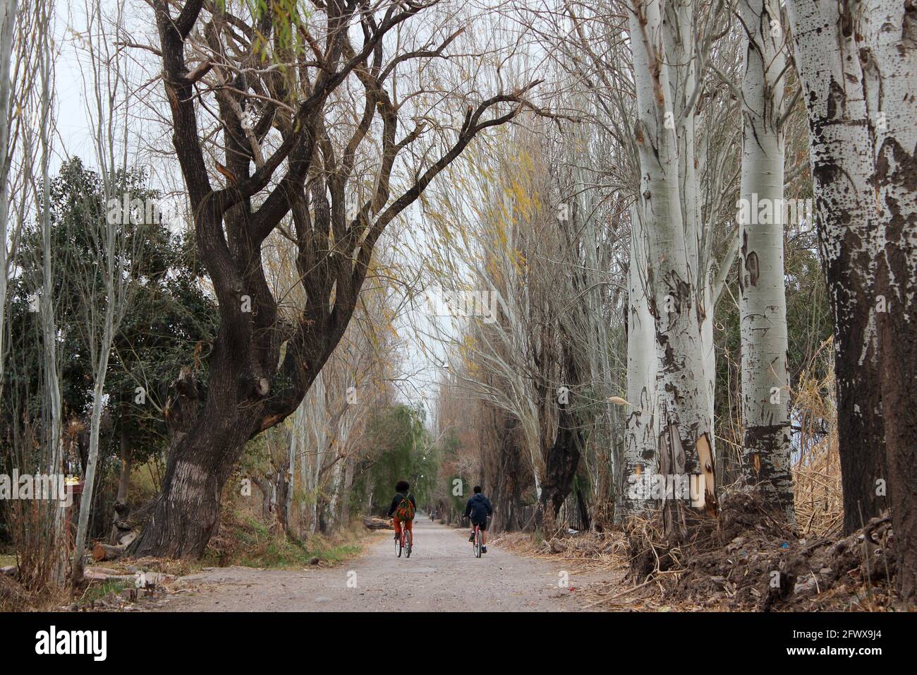 Ciclistas sob os Álamos em Mendoza na Argentina Foto Stock