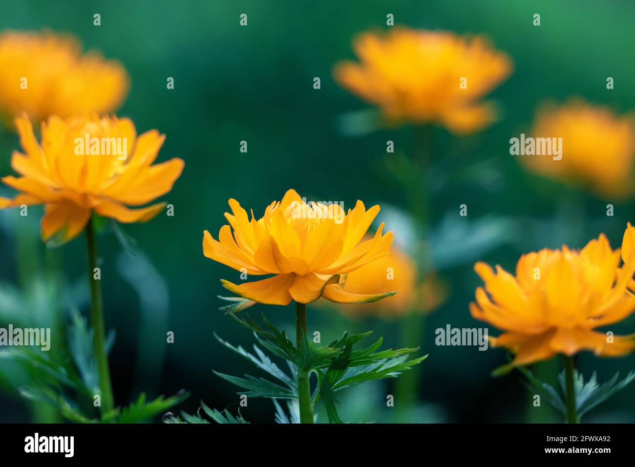 Fiori di arancio di Trollius asiaticus - fioritura di fiori di gobbeito asiatici Foto Stock