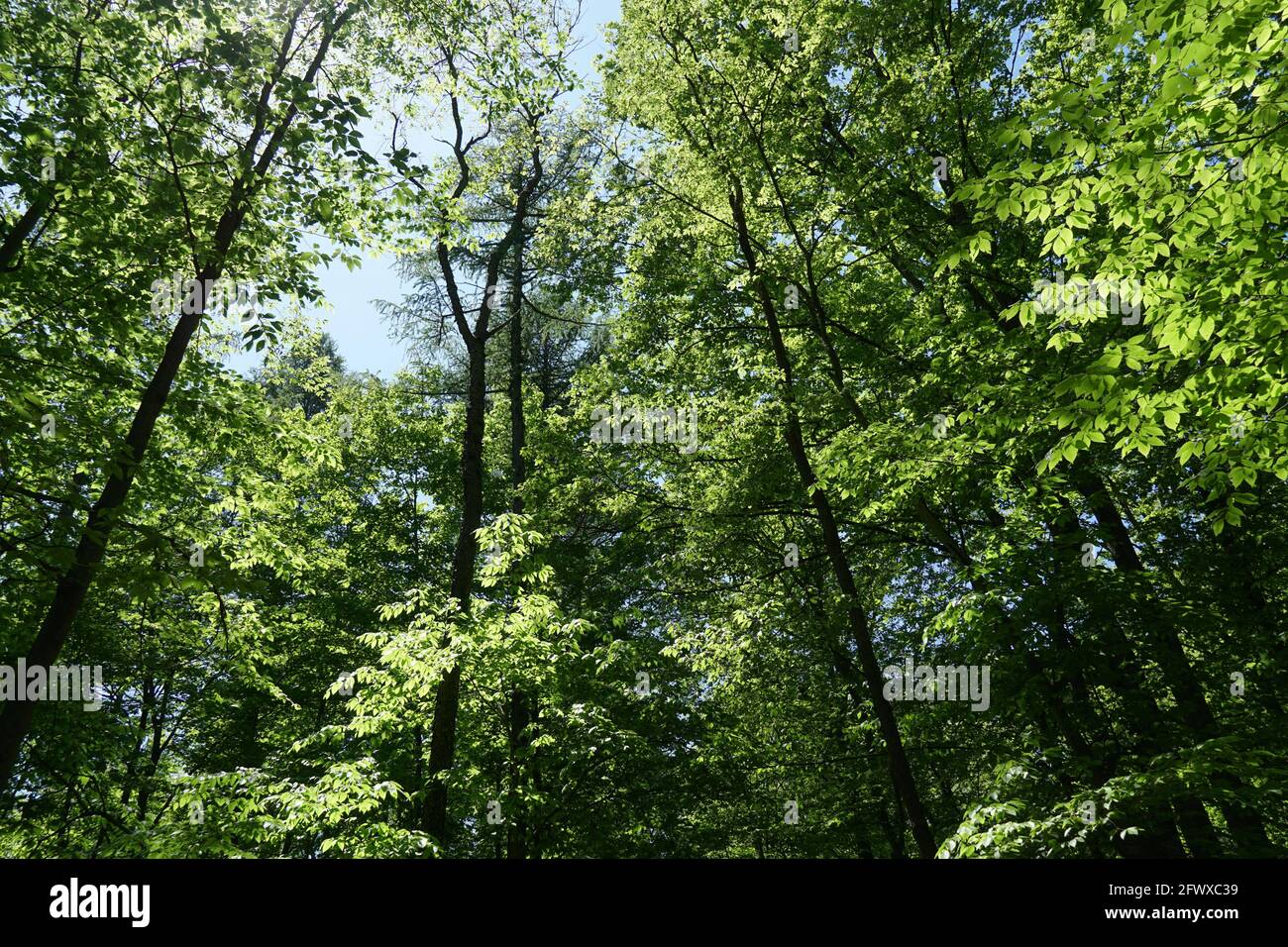Luce del sole che filtra dentro attraverso le cime dell'albero in un deciduous foresta Foto Stock