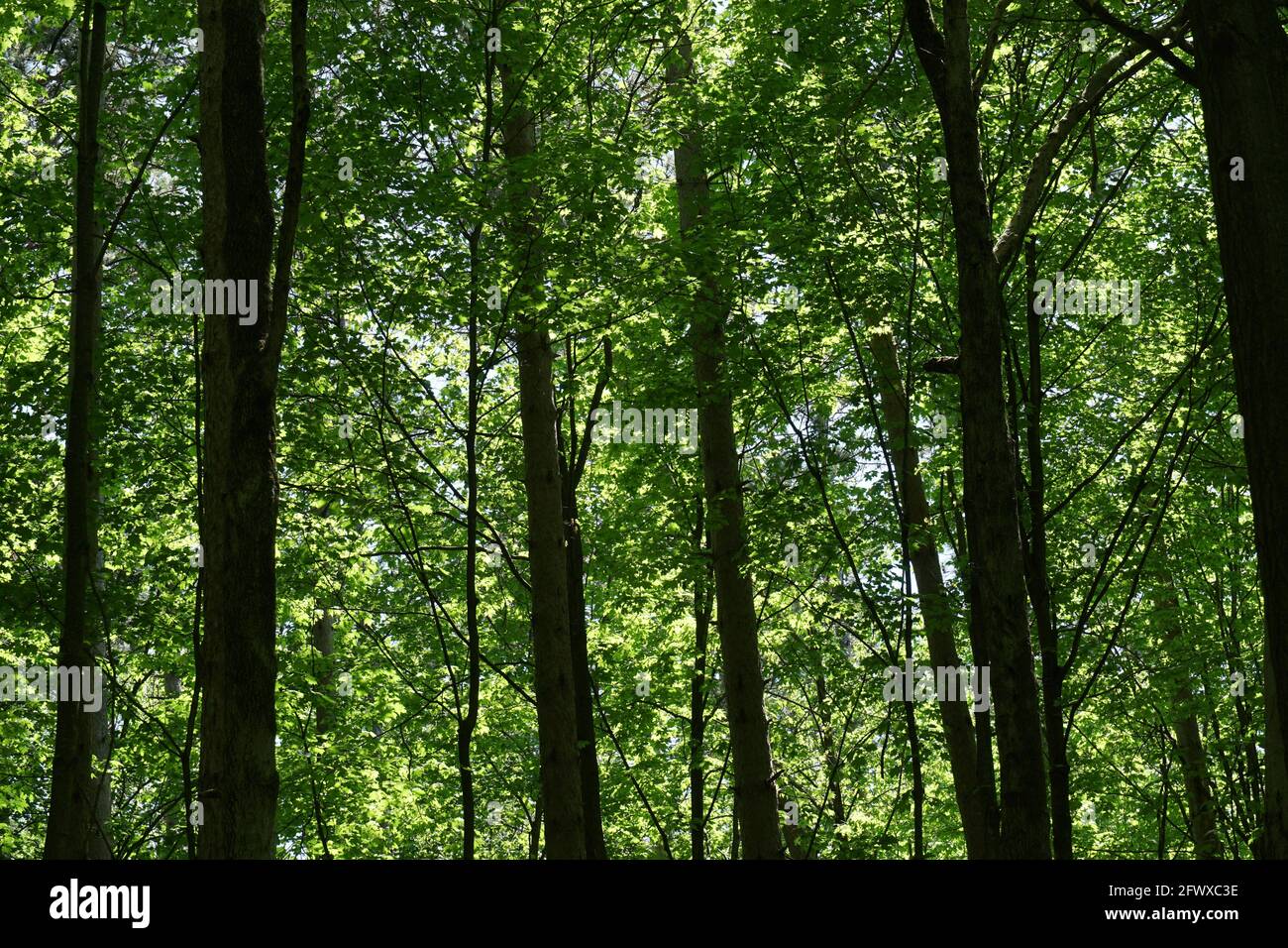 Luce del sole che filtra dentro attraverso gli alberi in una foresta decidua Foto Stock