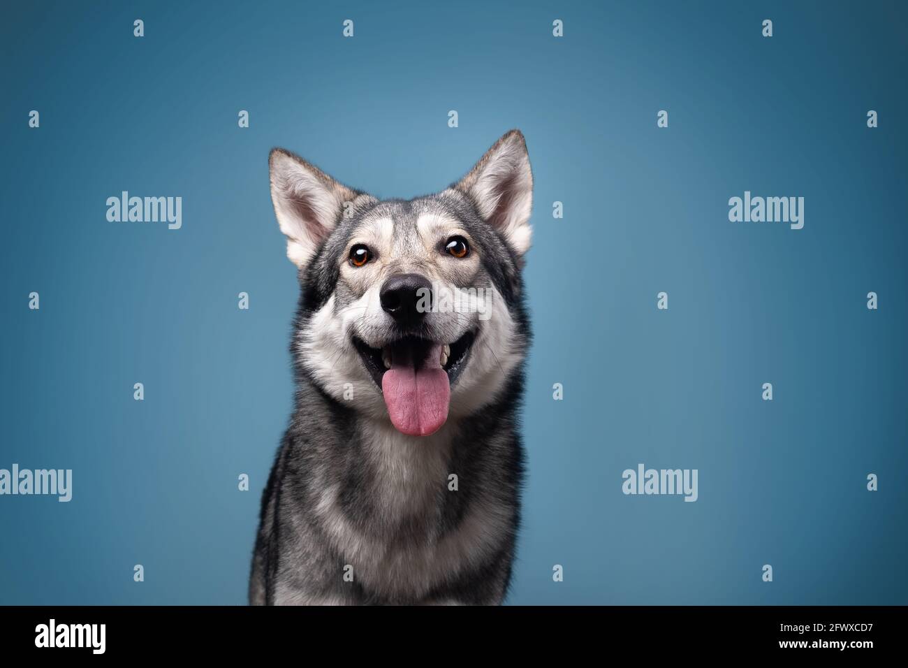 Il bel cane lupo di Saarlos Foto Stock