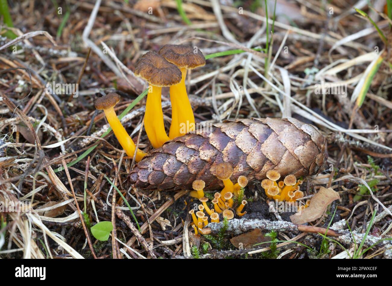Yellowfoot, Cantharellus tubaeformis che cresce accanto al fone di abete Foto Stock