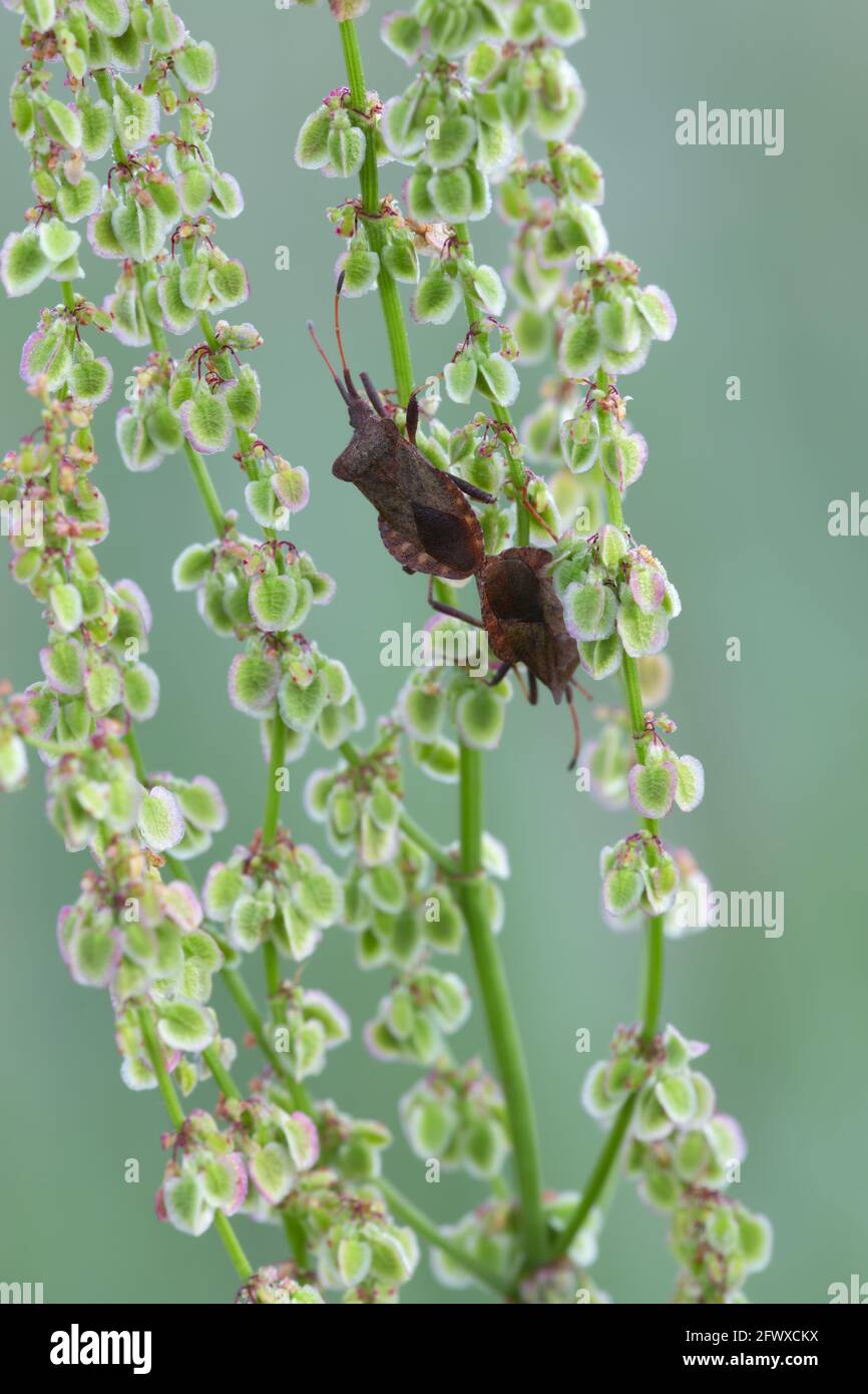 Bug dock di accoppiamento, Coreus marginatus su rosso sorbetto, Rumex acetosella Foto Stock