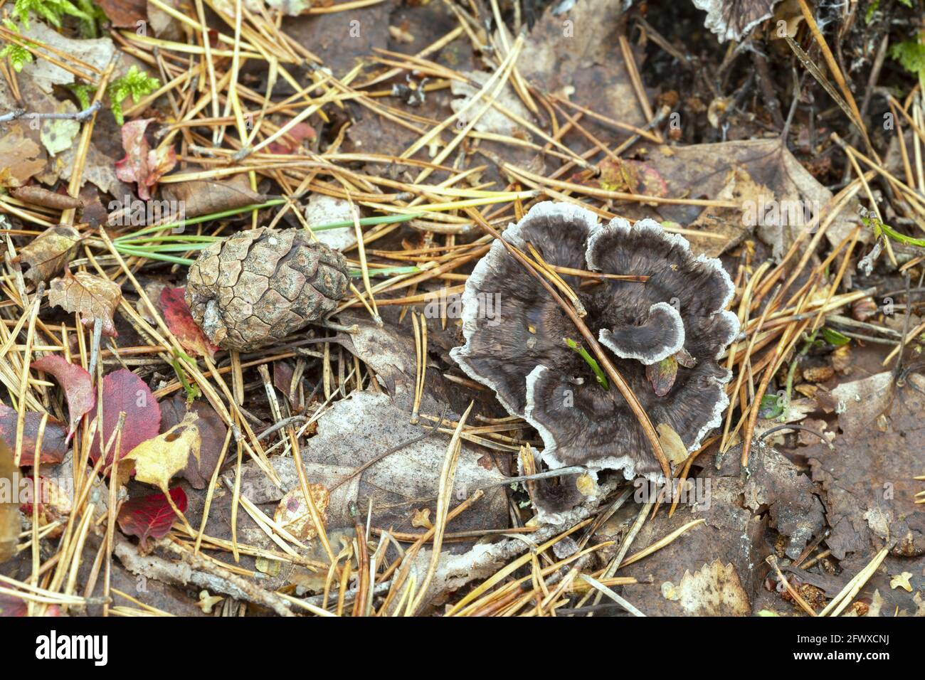 Phellodon connatus che cresce in ambiente conifero Foto Stock