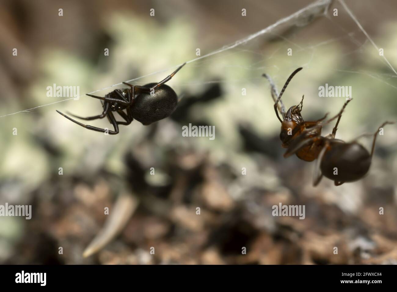Closeup di un ragno groviglio, Theridiidae con formica di legno catturata Foto Stock