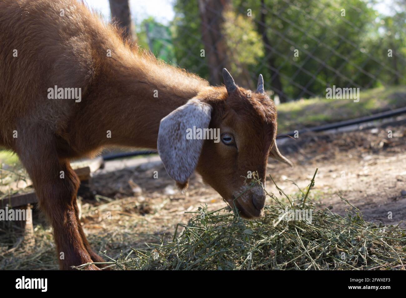 Capra marrone che mangia nella fattoria. Foto Stock