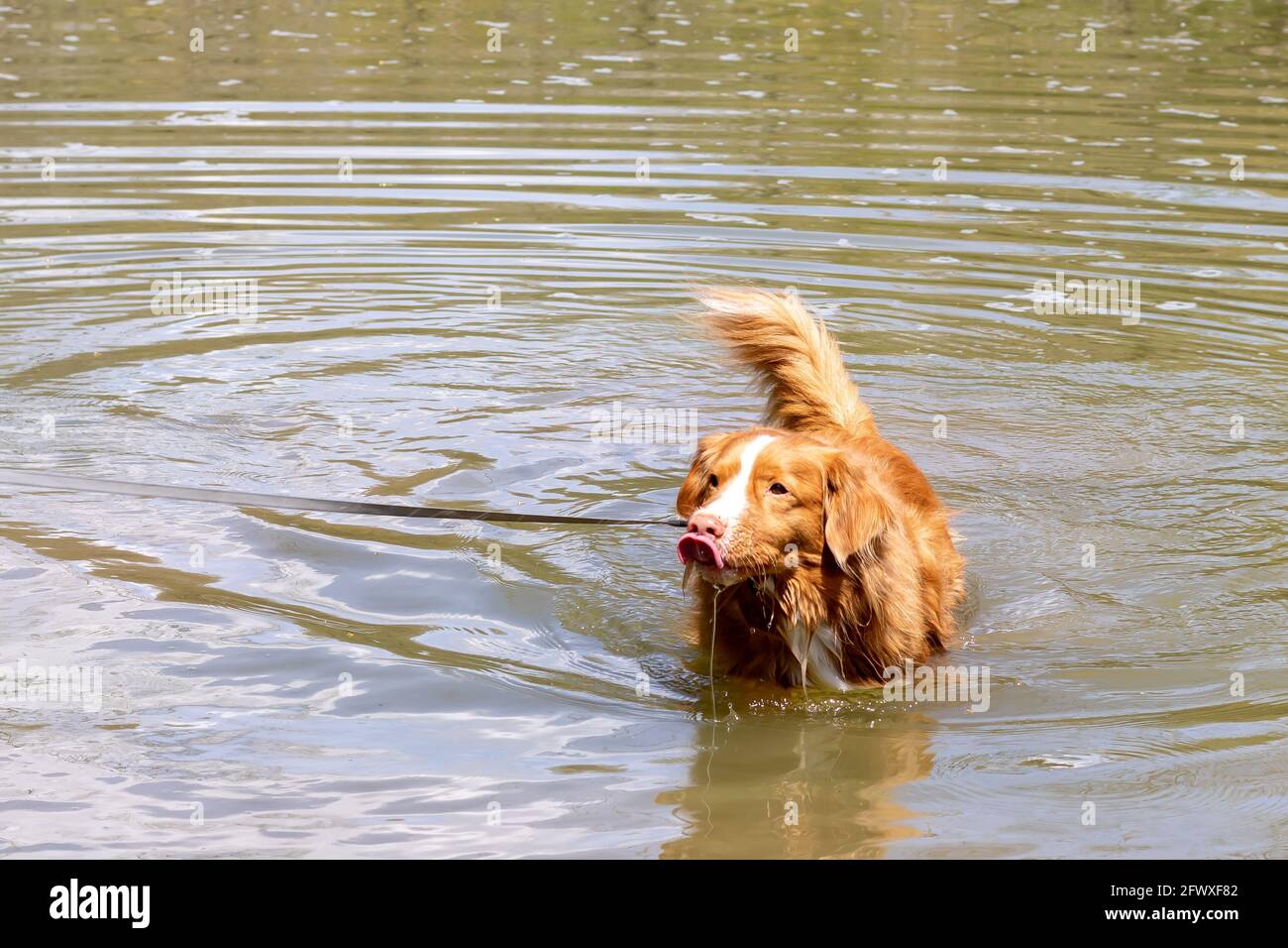 Nova Scotia anatra Tolling cane Retriever nuotare in fiume torbido, leccare naso, acqua gocciolare dal viso Foto Stock