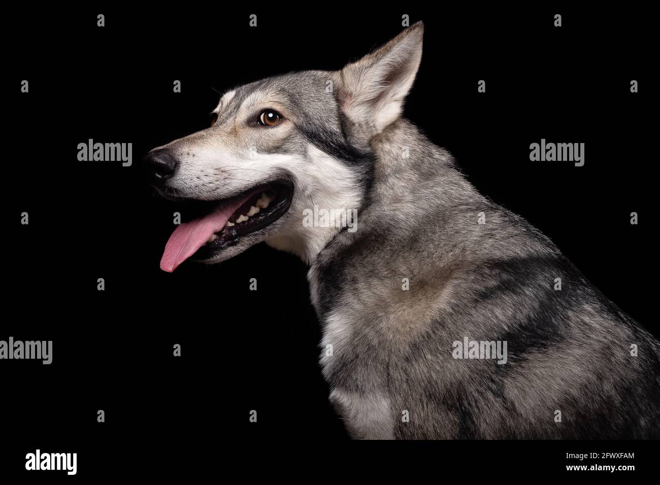 Il bel cane lupo di Saarlos Foto Stock