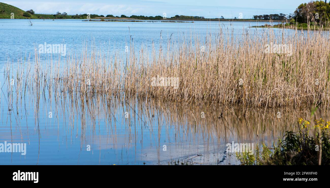 Zone umide erbe nel lago occidentale, Tower Hill Foto Stock