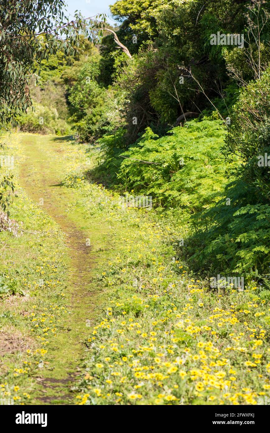 Sentiero per passeggiate, Tower Hill Reserve, Victoria Foto Stock