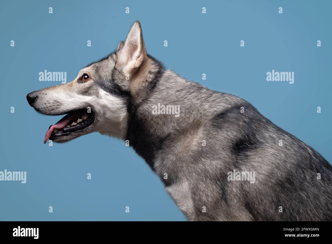 Il bel cane lupo di Saarlos Foto Stock