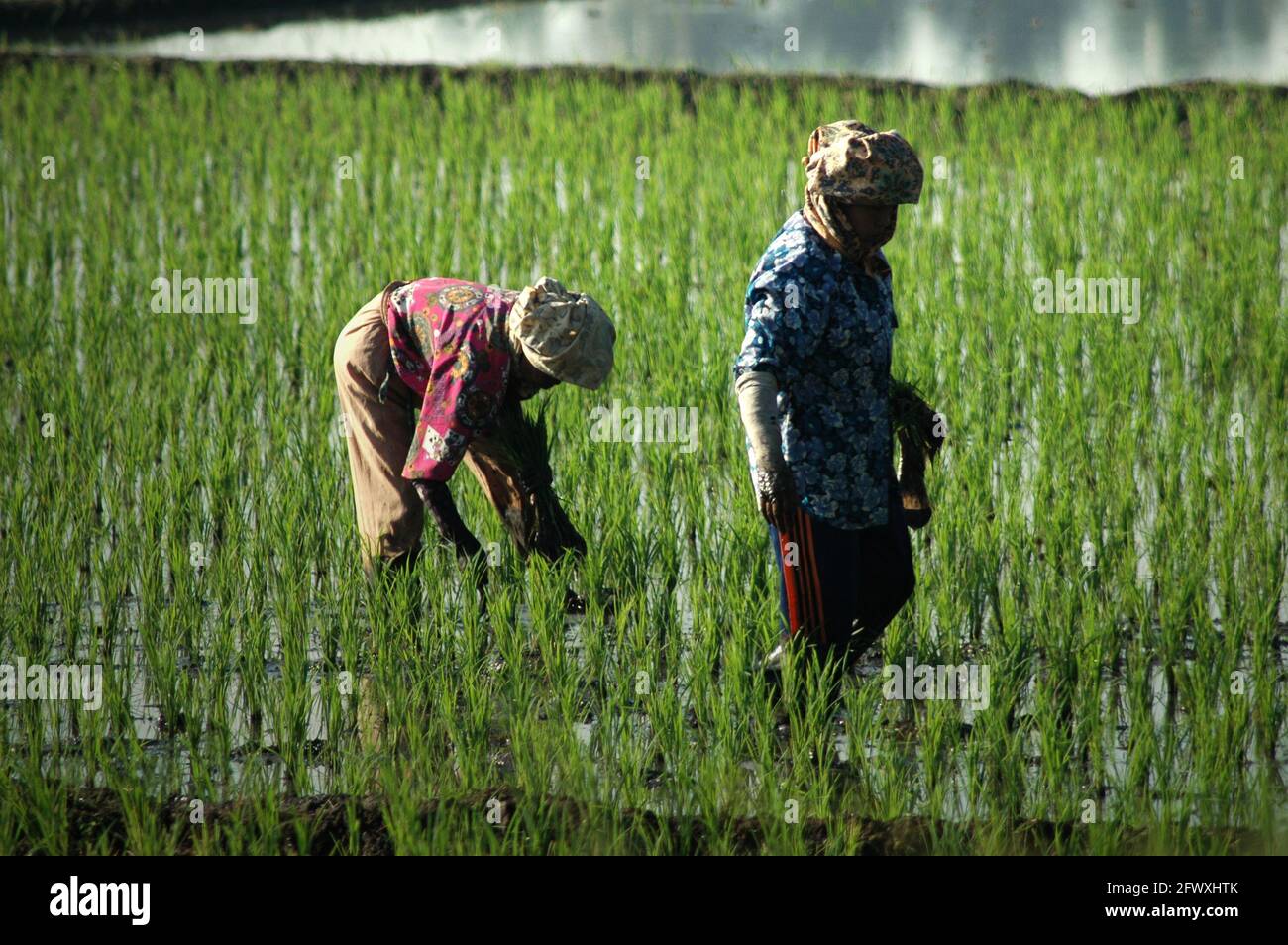 Donne contadine che lavorano sul campo di riso a Bandung, Giava Occidentale, Indonesia. La produzione di riso è particolarmente vulnerabile ai cambiamenti climatici poiché i cambiamenti globali nei modelli di El Nino potrebbero avere un impatto sull’inizio e sulla durata della stagione umida, secondo un documento scientifico incentrato sui rischi climatici, che è stato recentemente rilasciato dal Gruppo della Banca Mondiale e dalla Banca Asiatica per lo sviluppo. "Temperature più elevate sono previste anche per ridurre le rese di riso. Accanto ad altri impatti sulla produzione agricola, l'Indonesia deve far fronte a molteplici minacce per la sua sicurezza alimentare", ha affermato la relazione. Foto Stock