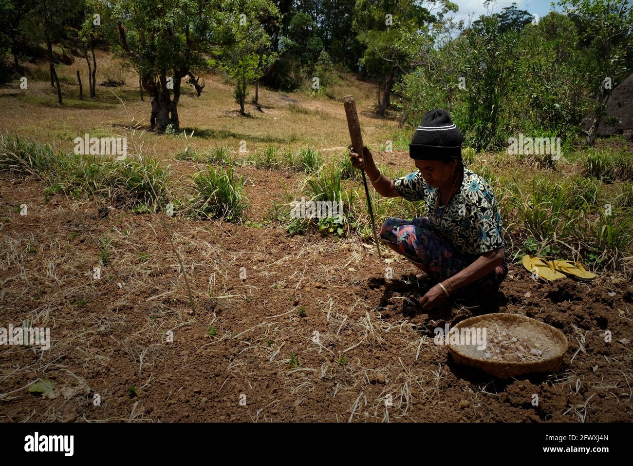 Yuliana Fuka lavora su terreni agricoli secchi nel villaggio di Fatumnasi, Timor centro-meridionale, Nusa Tenggara orientale, Indonesia. Gli agricoltori coltivano spesso terreni più vulnerabili alla siccità e a eventi atmosferici anomali, secondo una valutazione scientifica del 2021 incentrata sul rischio climatico, pubblicata dal Gruppo della Banca Mondiale e dalla Banca Asiatica per lo sviluppo. Inoltre, gli agricoltori e le comunità più povere sono meno in grado di permettersi lo stoccaggio locale di acqua, le infrastrutture di irrigazione e le tecnologie per l’adattamento al cambiamento climatico, ha affermato il rapporto. Foto Stock
