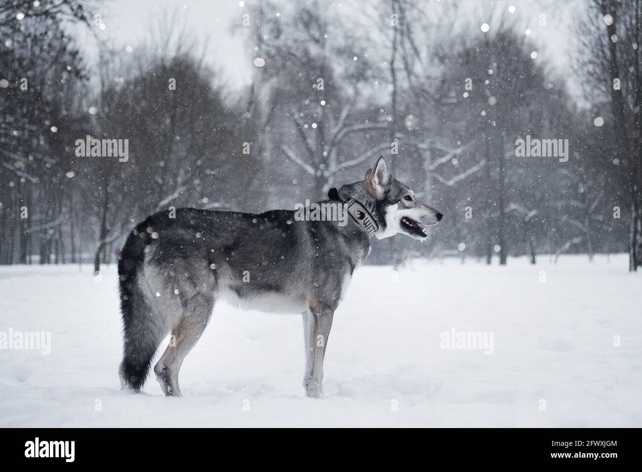 Il bel cane lupo di Saarlos Foto Stock
