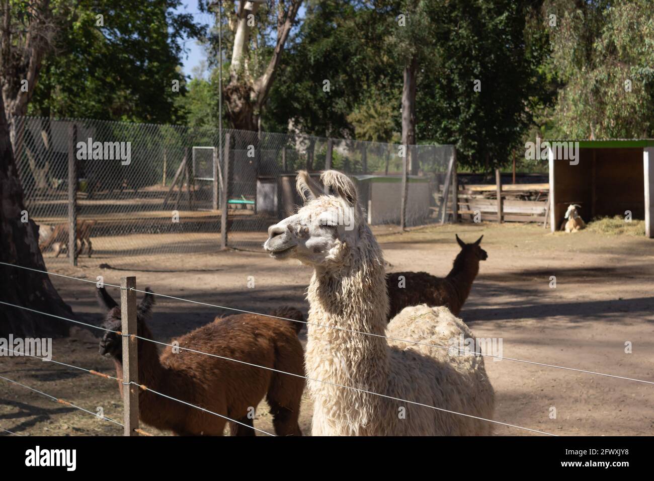 Lama glama nella fattoria. Foto Stock