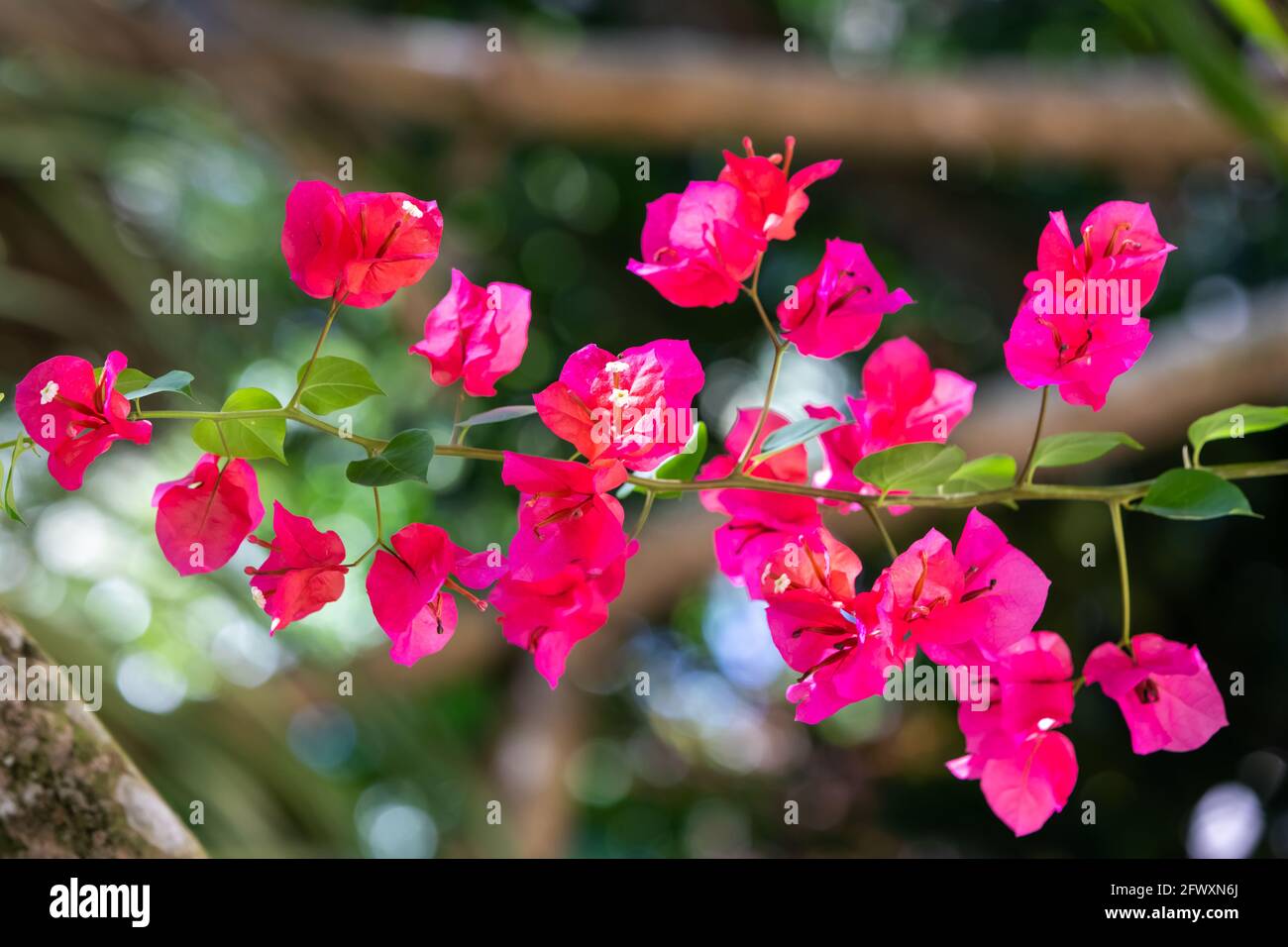 Rosa viola bougainvillea spectabilis, con grandi bratte settali colorati che circondano tre semplici fiori cerosi, su sfondo verde Foto Stock