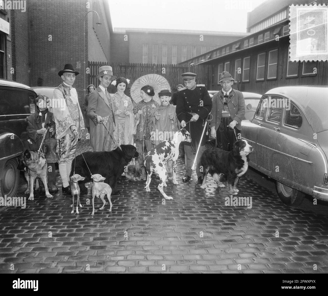 Dog show Utrecht, 9 novembre 1952, Paesi Bassi, foto agenzia stampa del XX secolo, notizie da ricordare, documentario, fotografia storica 1945-1990, v Foto Stock