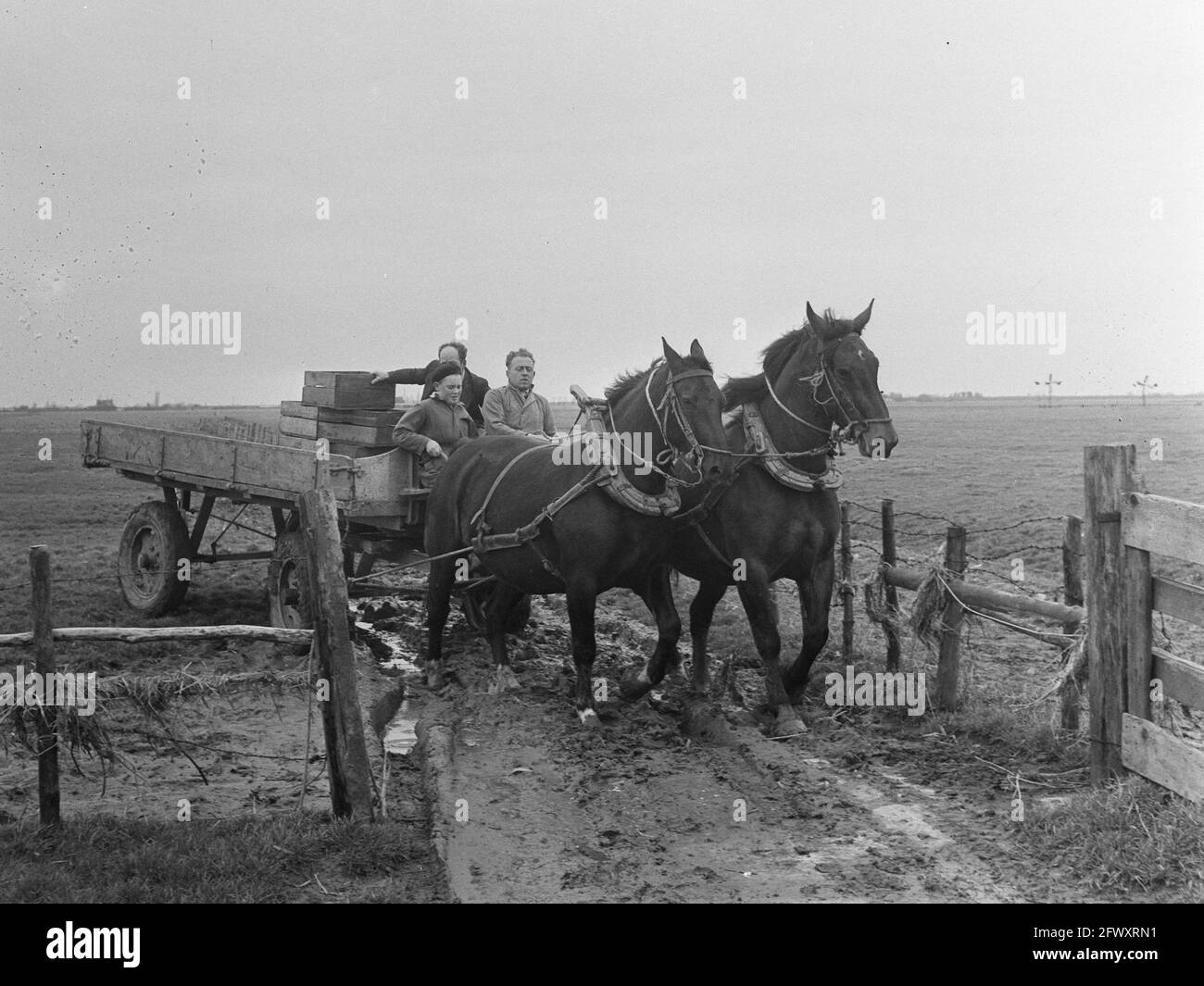 Watersnood herstel Rozenburg, 23 febbraio 1953, Paesi Bassi, foto agenzia stampa del XX secolo, notizie da ricordare, documentario, fotografia storica Foto Stock
